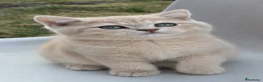 British Shorthair 2