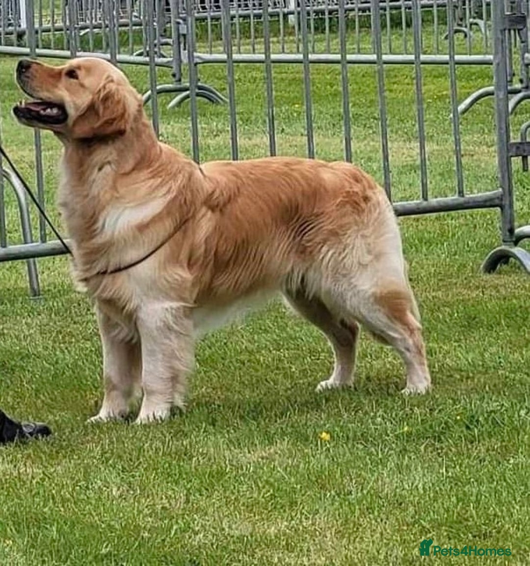 Golden Retriever dogs for sale: Fully health tested parents - Image 14