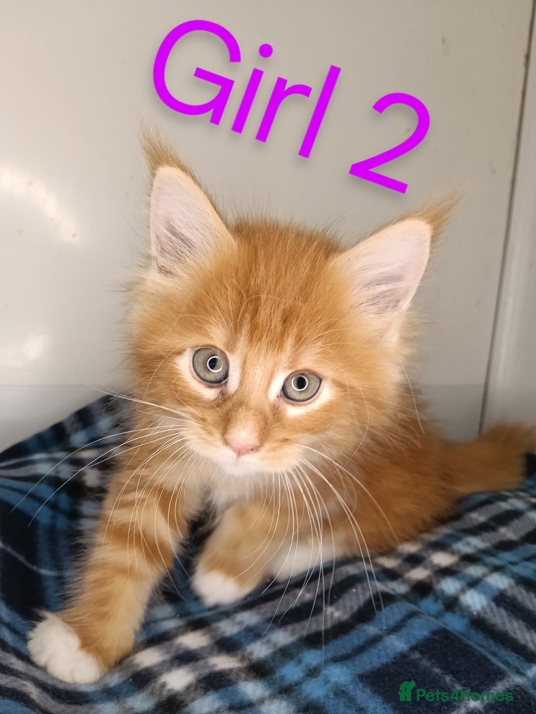Maine Coon cats for sale: 'PuuureLove' Maine Coon kittens  - Image 8