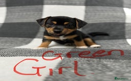 Jack Russell dogs for sale: Stunning black & tan jack Russell’s   - Image 2