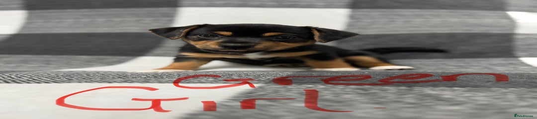 Jack Russell Puppy 1