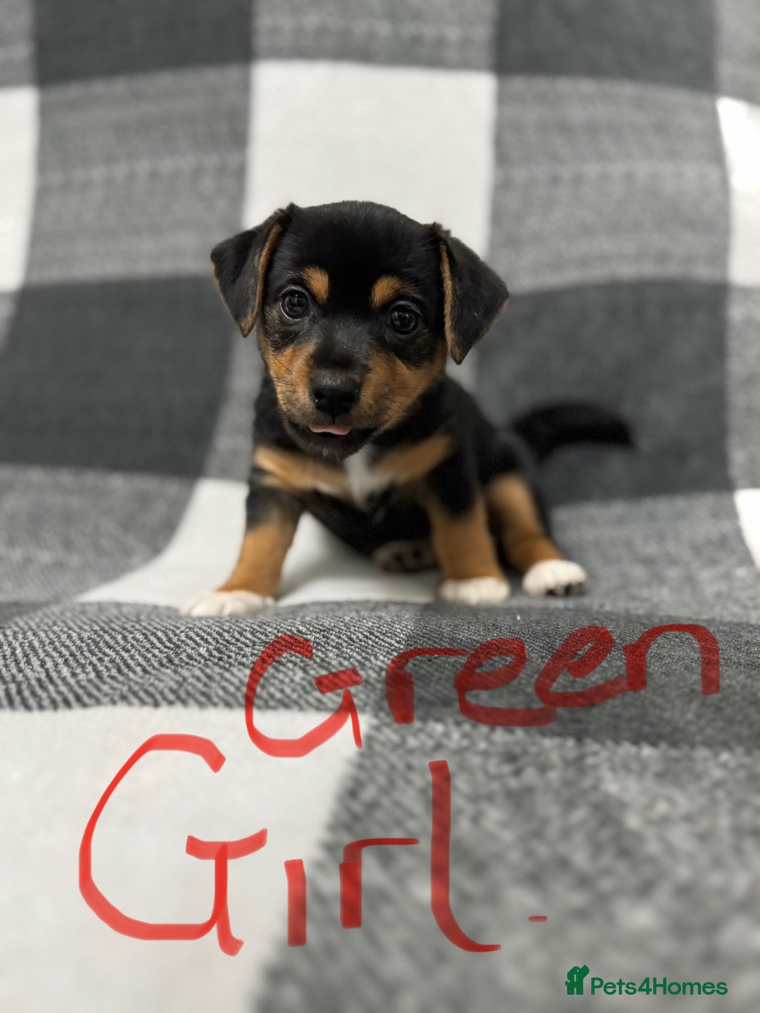 Jack Russell dogs for sale: Stunning black & tan jack Russell’s   - Image 2