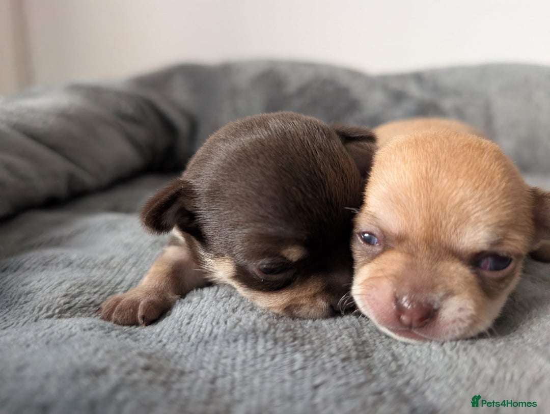 Chihuahua dogs for sale: EXCELLENT BLOODLINE SMOOTHCOAT CHIHUAHUA PUPPIES - Image 19