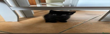 Mixed Breed Kitten 4