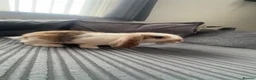 English rabbits for sale: Selling bunny about 4-5 months old it’s a male  in Liverpool - Advert 1