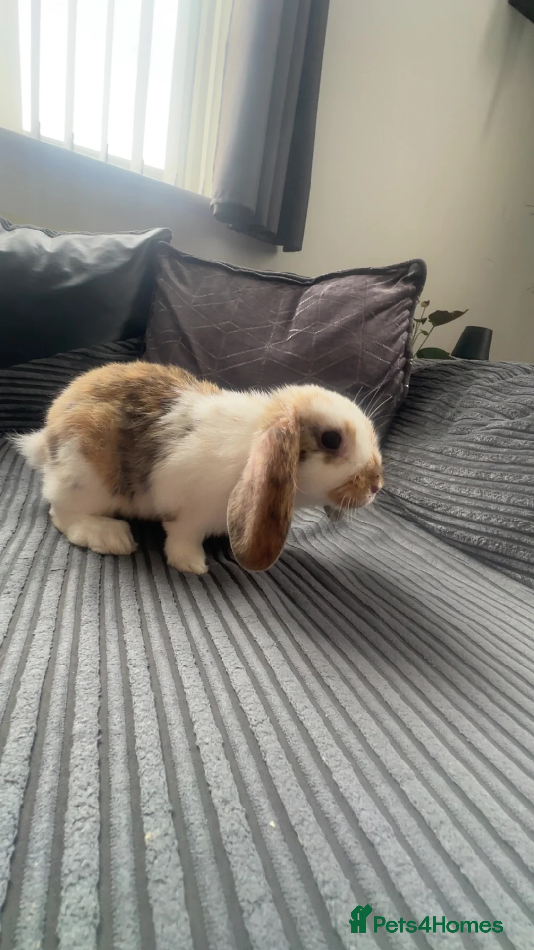 English rabbits for sale: Selling bunny about 4-5 months old it’s a male  in Liverpool - Advert 1