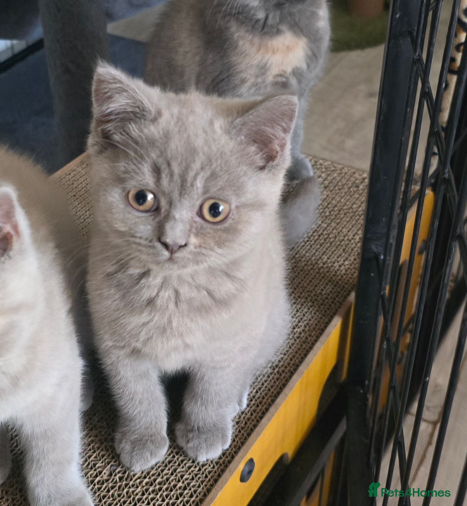 British Shorthair cats Last girl looking forever home 🏡 💕  - Advert 1