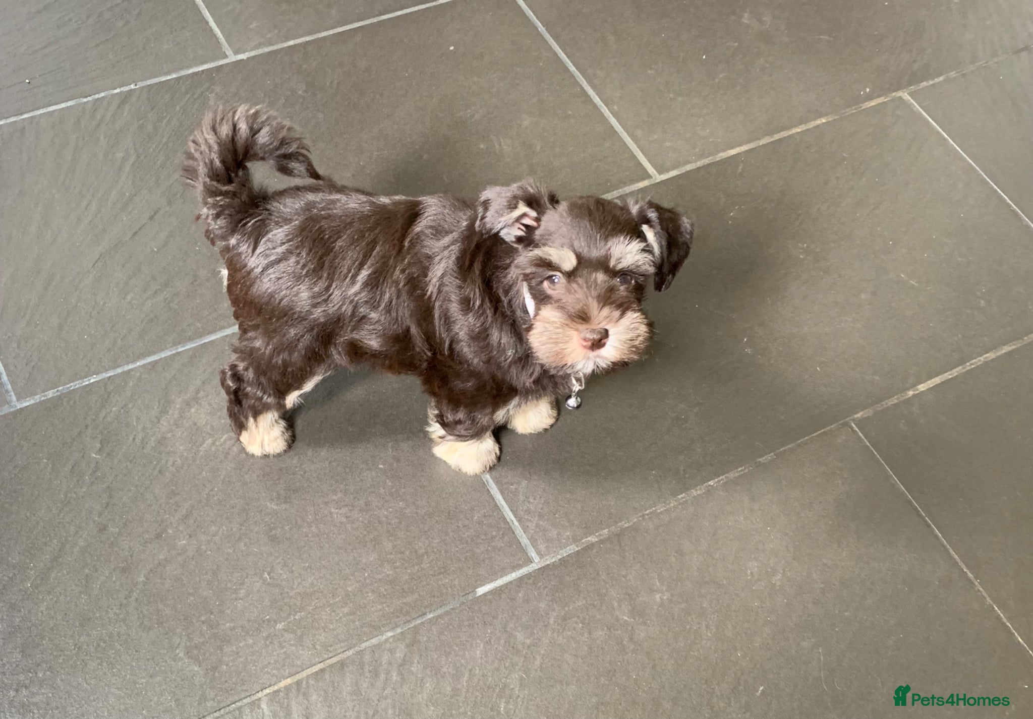 Miniature Schnauzer dogs 5* LICENSED READY KC MINI/TOY CHOC SCHNAUZERS - Advert 5