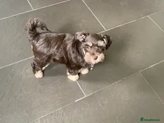 Miniature Schnauzer dogs 5* LICENSED READY KC MINI/TOY CHOC SCHNAUZERS - Advert 5