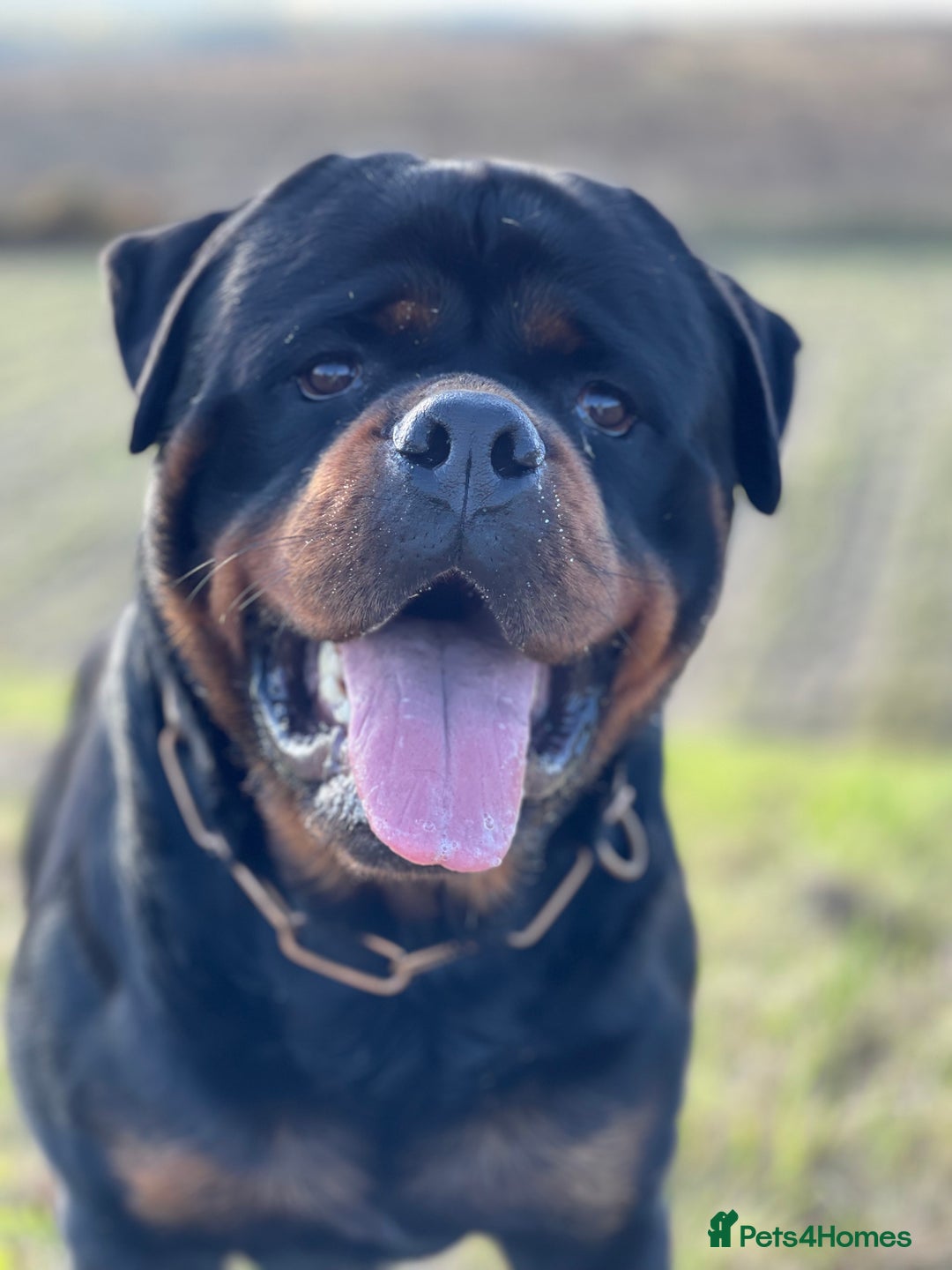 Rottweiler dogs for stud: ABSOLUTELY BEAUTIFUL KC Health Tested *FOR STUD* in Mansfield - Advert 17