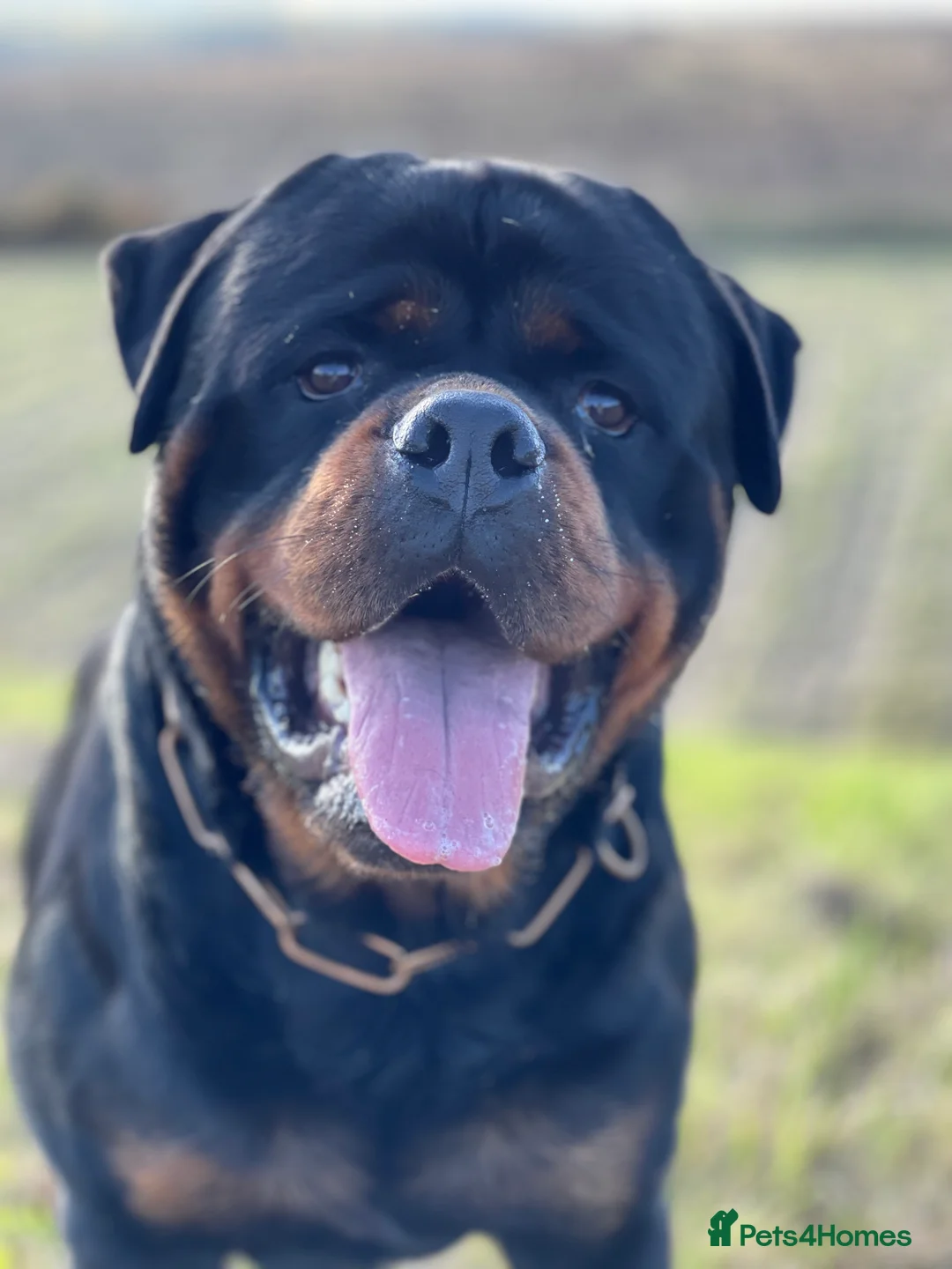 Rottweiler dogs for stud: ABSOLUTELY BEAUTIFUL KC Health Tested *FOR STUD* in Mansfield - Advert 17
