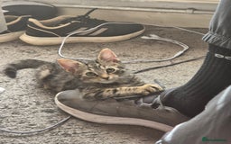 American Shorthair cats for sale: Caramel beautiful 2 year cat - Image 10