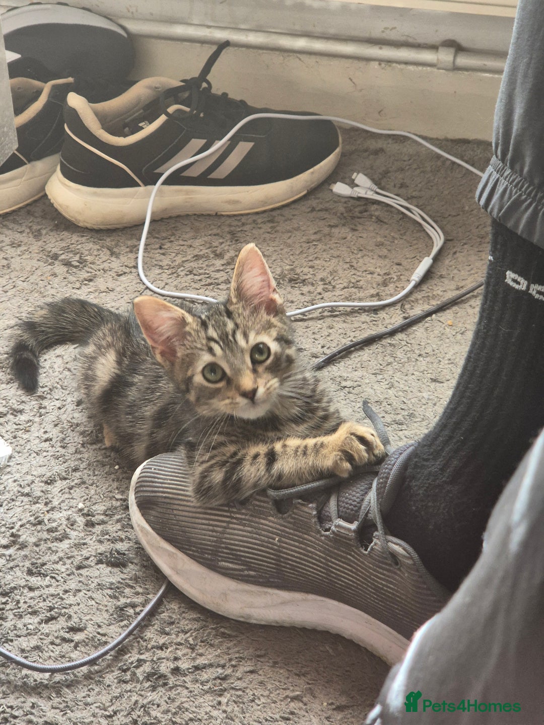 American Shorthair cats for sale: Caramel beautiful 2 year cat - Image 10
