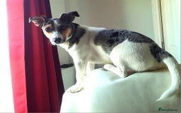 Parson Russell dogs for stud: Charlie - Parson marle Chihuahua cross in Swindon - Image 10
