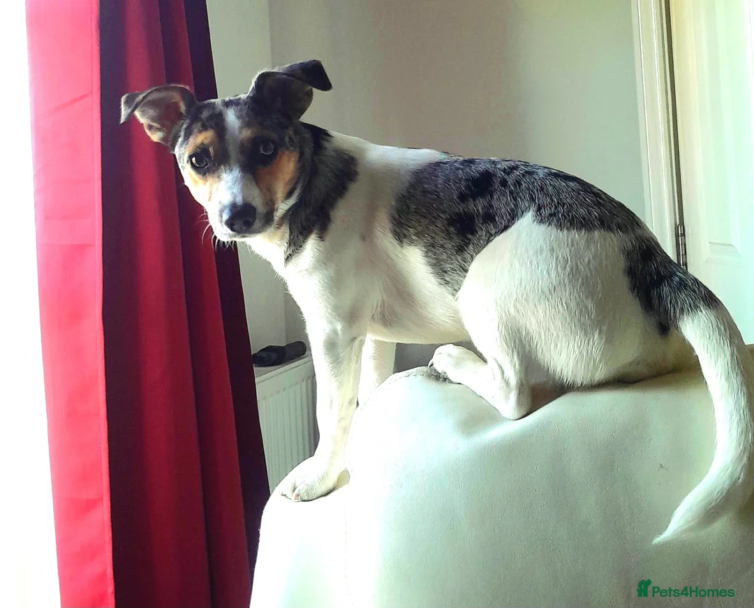 Parson Russell dogs for stud: Charlie - Parson marle Chihuahua cross in Swindon - Advert 10