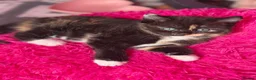 Mixed Breed cats for sale: Kittens for sale  - Advert 3