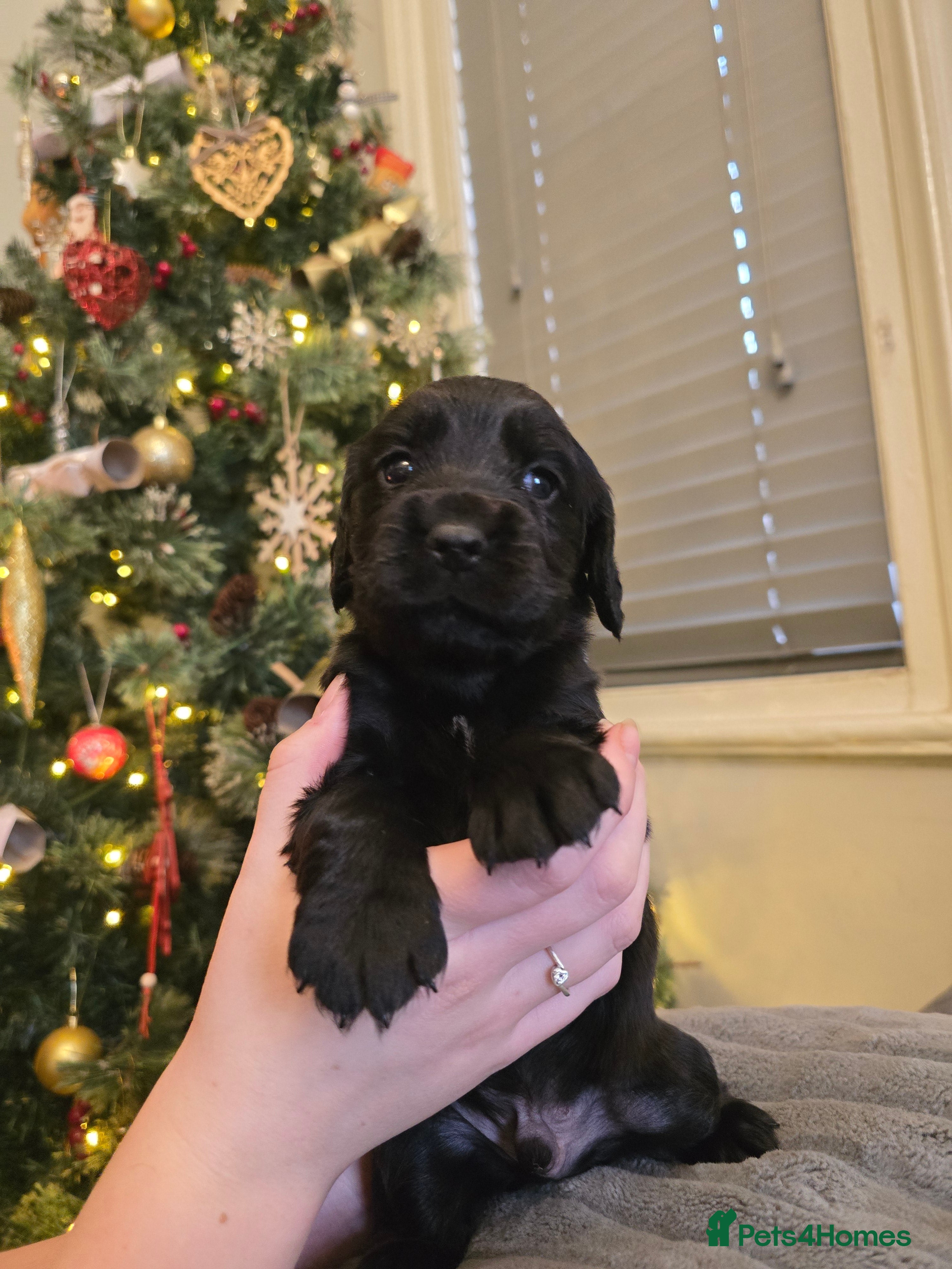 Cocker Spaniel dogs Kc registered Working cocker spaniel puppies  - Advert 1