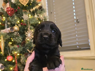 Cocker Spaniel dogs Kc registered Working cocker spaniel puppies - Advert 1