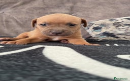 Mixed Breed dogs for sale: Both ready to leave now!   - Image 10