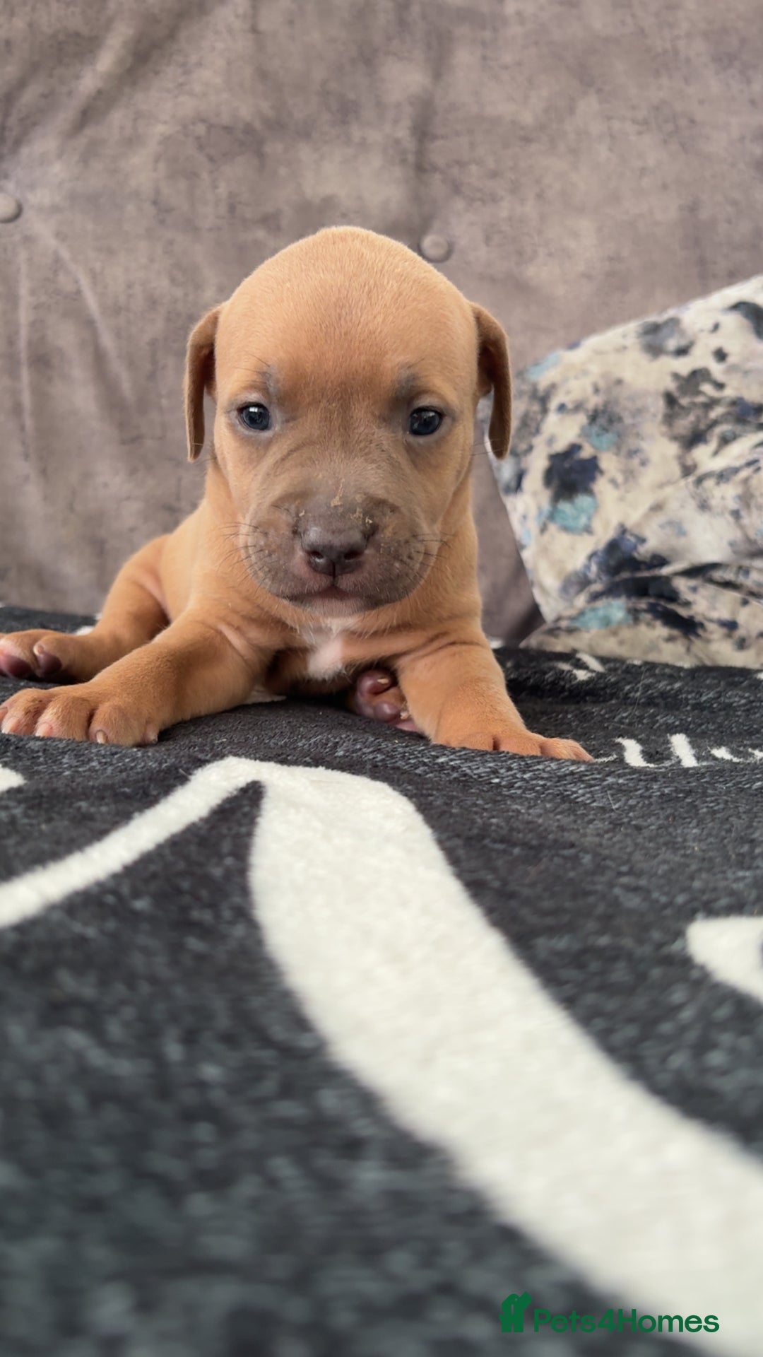 Mixed Breed dogs for sale: Both ready to leave now!   - Image 10