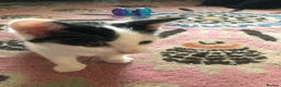 Domestic Shorthair cats for sale: Black and white domestic short hair boy kittens in Buxton - Advert 24