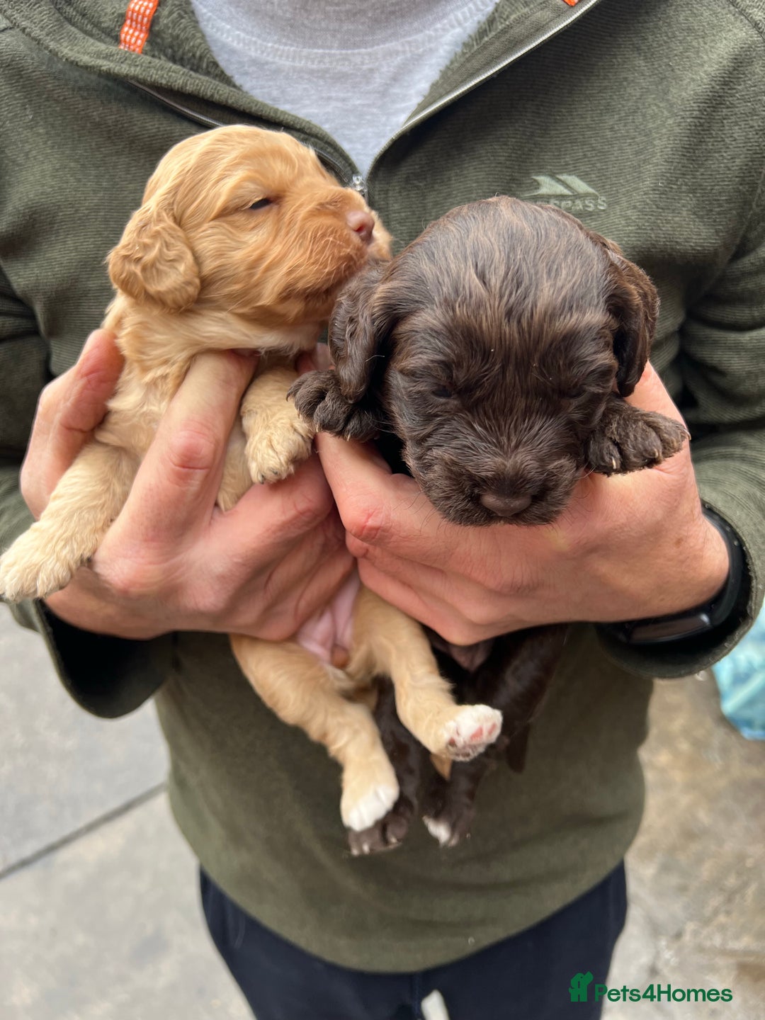 Toy Poodle dogs for stud: KC REGISTERED HEALTH TESTED TOY POODLE in Chester-le-Street - Advert 4