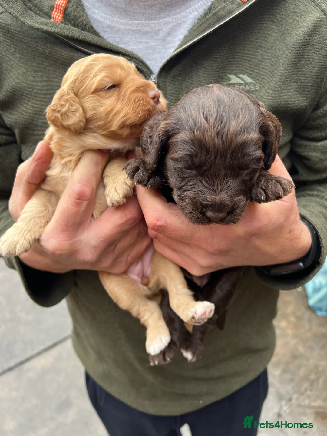 Toy Poodle dogs for stud: KC REGISTERED HEALTH TESTED TOY POODLE in Chester-le-Street - Advert 4