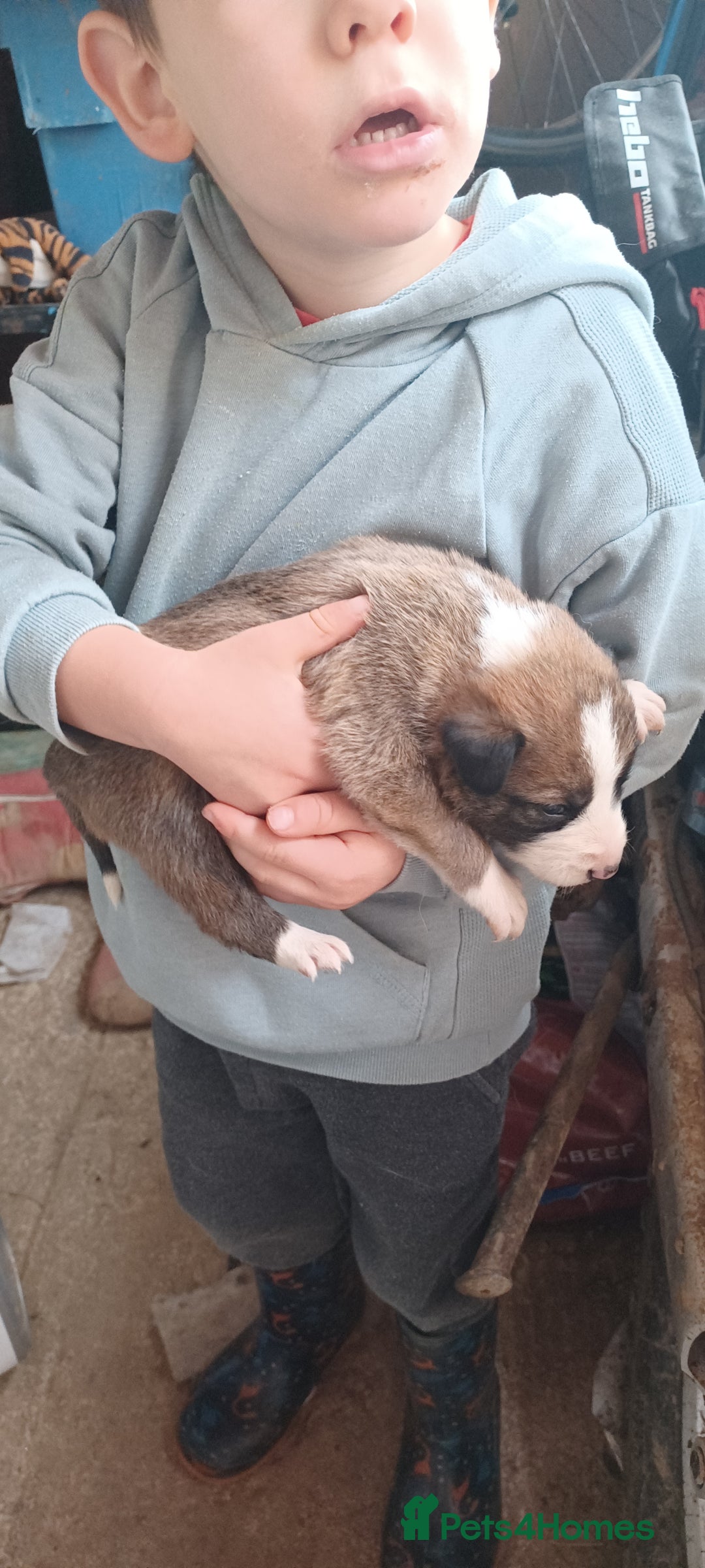 Border Collie dogs for sale: Welsh Sheepdog x Border Collie puppies for sale - Advert 5