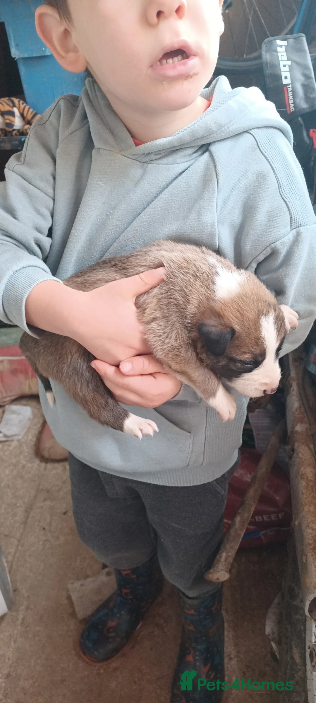 Border Collie dogs for sale: Collie puppies for sale ONLY BOYS AVAILABLE - Advert 6