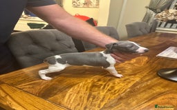 Italian Greyhound dogs for sale: Italian greyhound  - Image 6