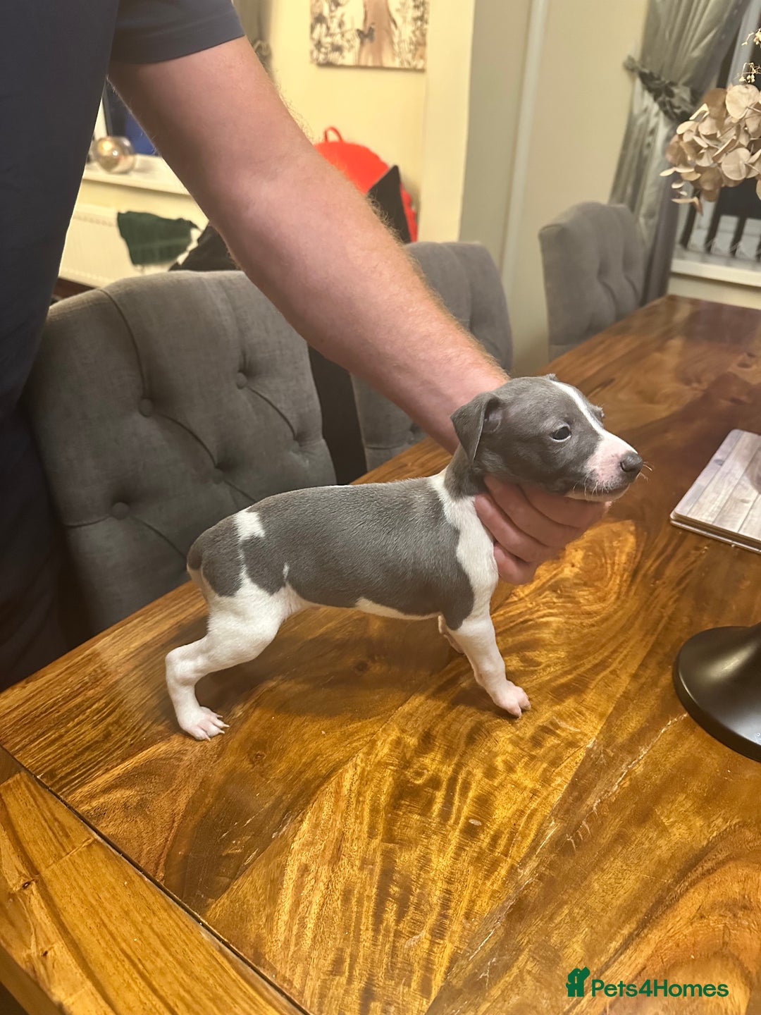 Italian Greyhound dogs for sale: Italian greyhound  - Image 6