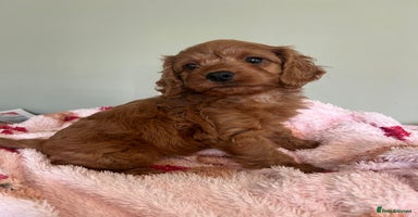 Cockapoo dogs - Advert 16