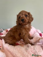 Cockapoo dogs - Advert 16