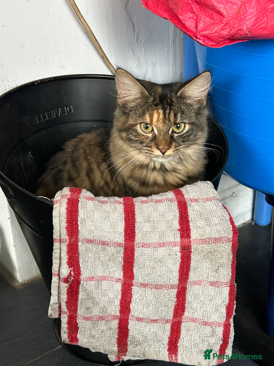 Mixed Breed cats for sale: 5 month old female  - Advert 3