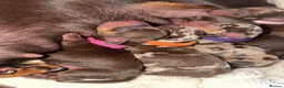 Miniature Dachshund dogs for sale: Miniature dachshund pups  - Advert 28