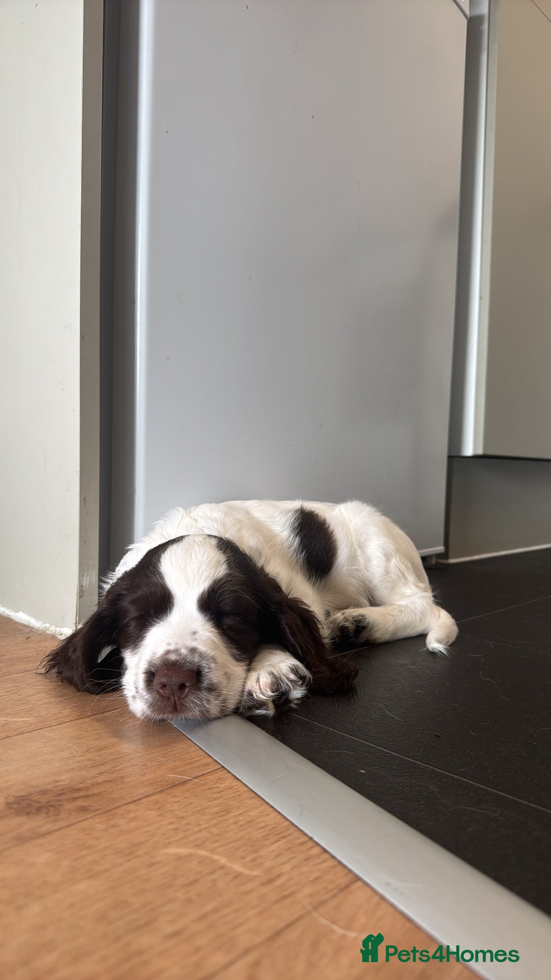 English Springer Spaniel dogs for sale: last baby looking for his forever home🥺😍 - Advert 1