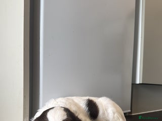 English Springer Spaniel dogs last baby looking for his forever home🥺😍 - Advert 1