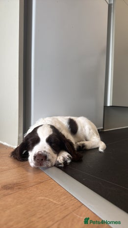 English Springer Spaniel dogs last baby looking for his forever home🥺😍 - Advert 1