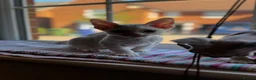 Devon Rex cats for sale: Last 2 exceptional Devon Rex kittens available - Advert 32