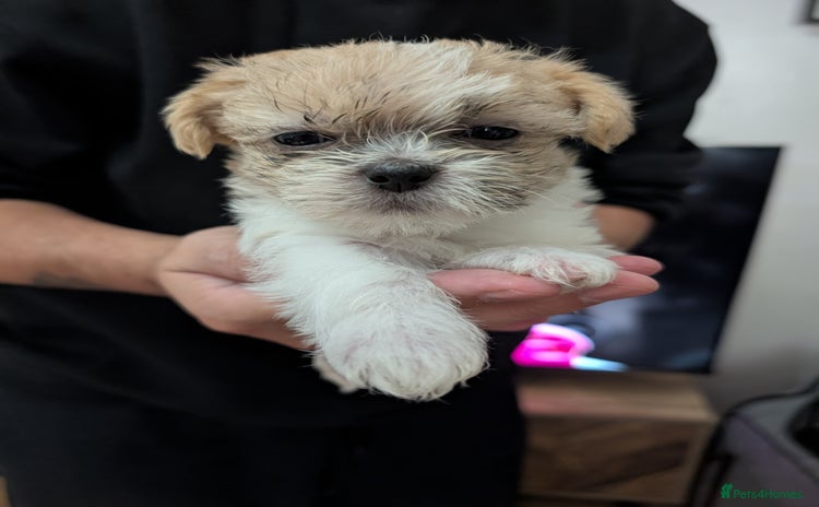 Mixed Breed dogs - Advert 2