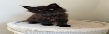 Maine Coon 3