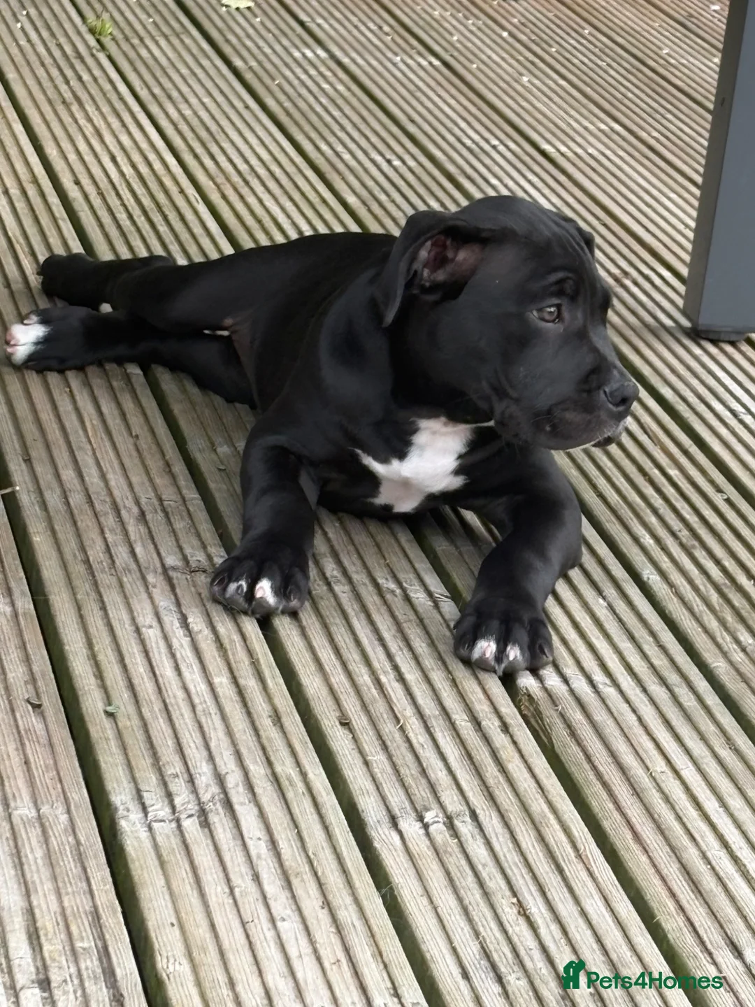 Mixed Breed dogs for sale: Rosie, Cane Corso x American bully - Advert 2