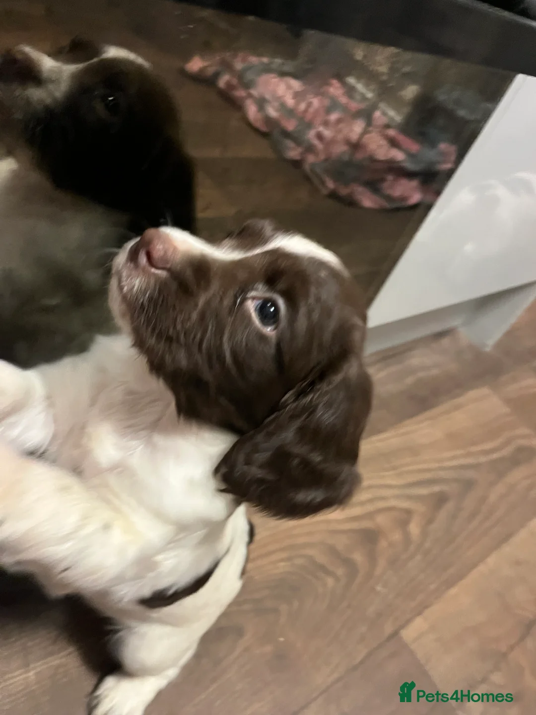 English Springer Spaniel dogs for sale: KC registered Traditional English Springer Spaniel - Advert 9