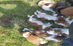 Welsh Springer Spaniel dogs for sale: Kc reg Welsh springer spaniel male puppies - Image 33