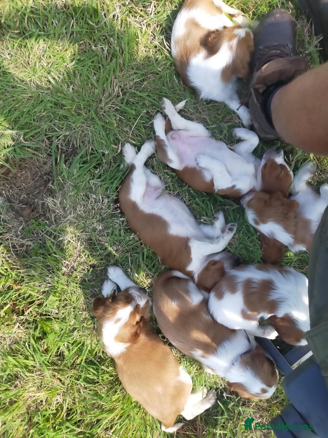 Welsh Springer Spaniel dogs for sale: Kc reg Welsh springer spaniel male puppies - Image 33
