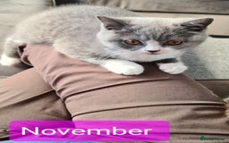 British Shorthair cats for sale: 4 PEDIGREE kittens READY TO GO! 2 LEFT - Image 32