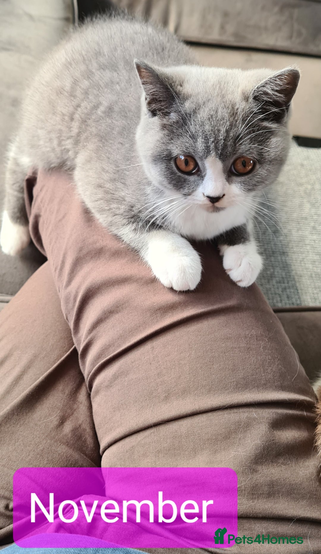 British Shorthair cats for sale: 4 PEDIGREE kittens READY TO GO! 2 LEFT - Image 32