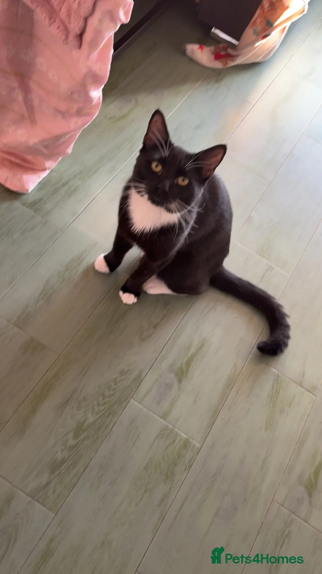Bombay cats for sale: Male tuxedo cat  - Advert 10
