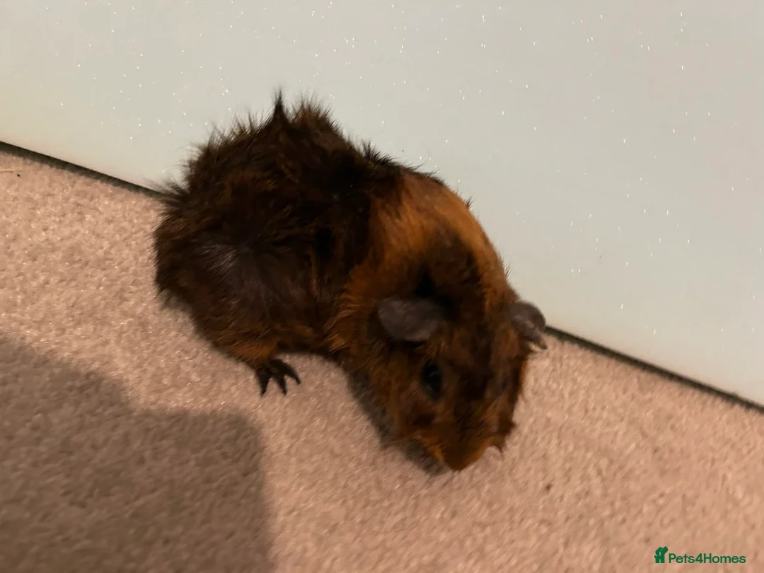 Guinea Pig rodents for sale: Female guinea pigs  - Advert 10