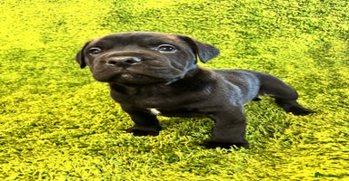 Mixed Breed dogs Boerboel x Bullmann (Bullmastiff/Dobbermann) - Advert 6